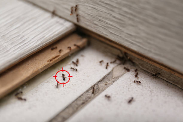 Best Pest Control for Restaurants  in East Niles, CA