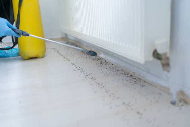Trusted East Niles, CA Pest Control Experts