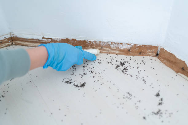 Best Pest Control for Businesses  in East Niles, CA